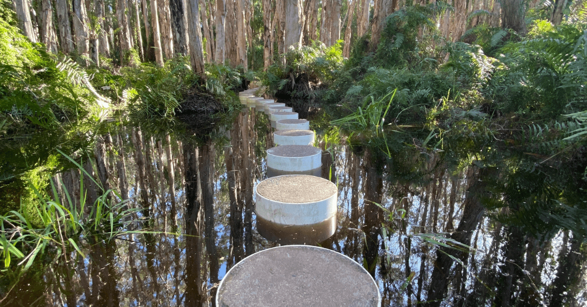 Paperbark Forest Boardwalk